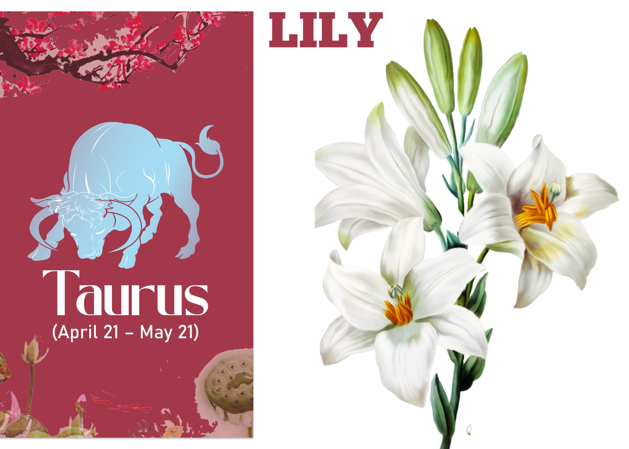 Zodiac Sign Flower for Taurus - Lilly