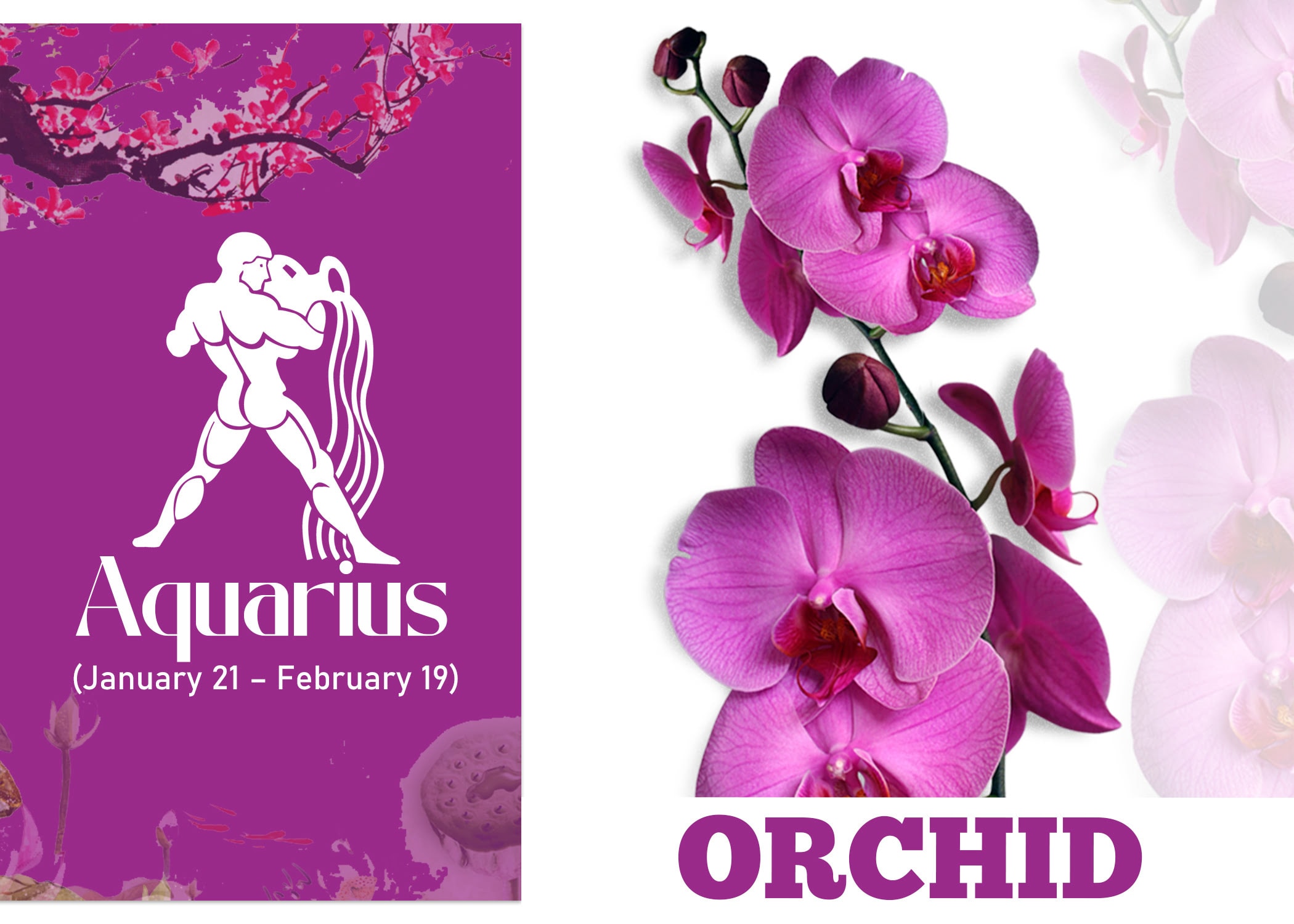 Zodiac Sign Flower for Aquarius - Orchid