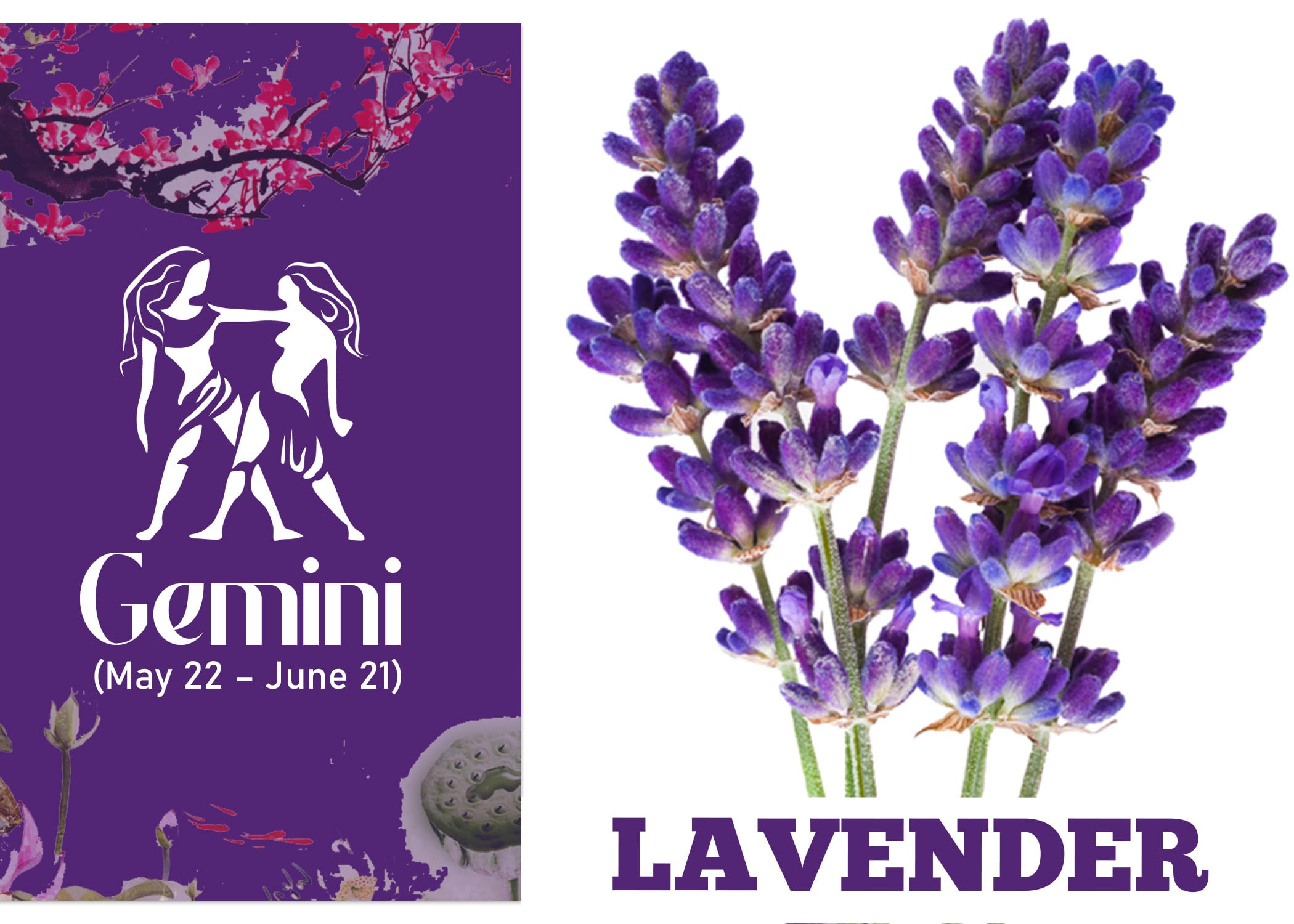 Zodiac Sign Flower for Gemini - Lavender