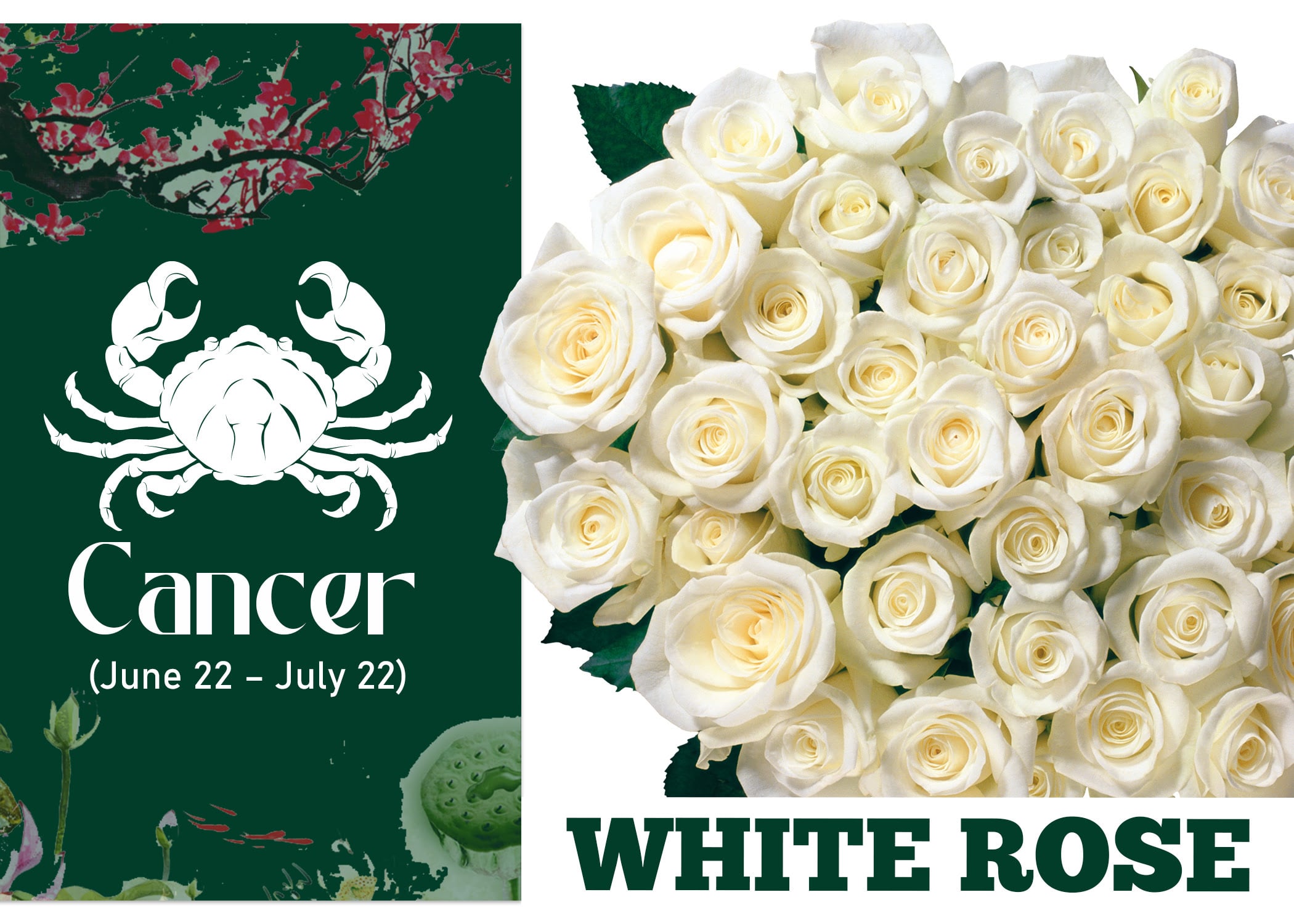 Zodiac Sign Flower for Cancer - White Rose