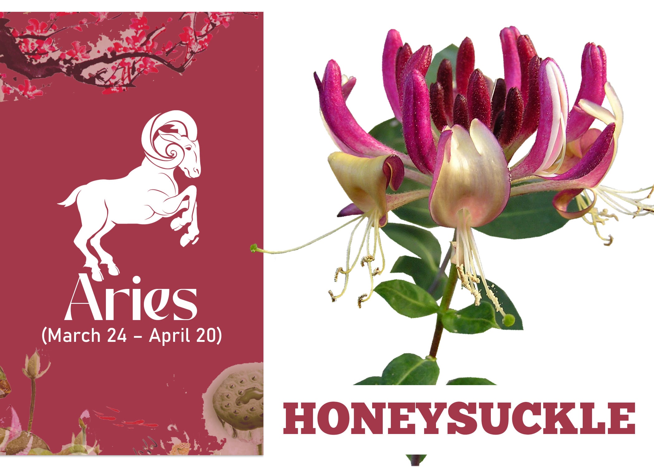 Zodiac Sign Flower For Aries - Honeysuckle