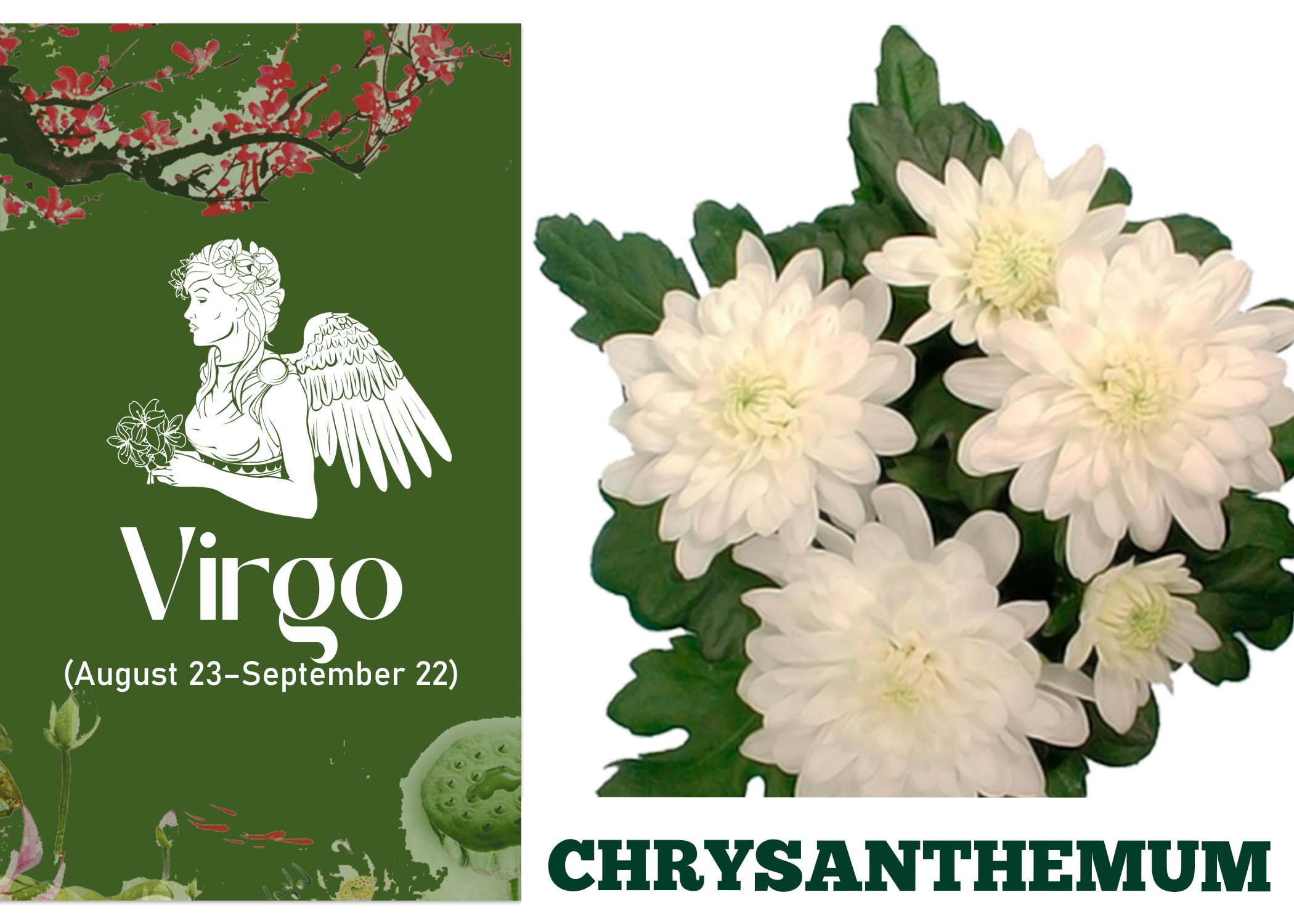 Zodiac Sign Flower for Virgo - Chrysanthemum