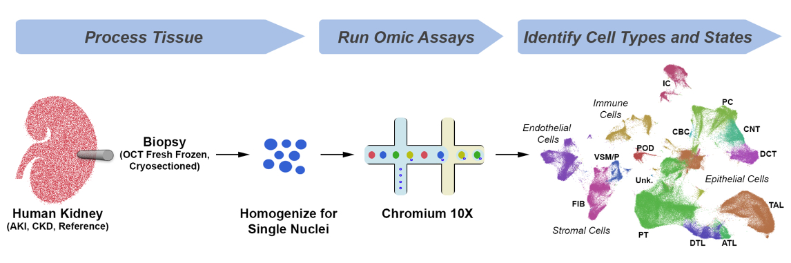 File:RNA-Seq Wikipedia, 40% OFF | www.gbu-presnenskij.ru