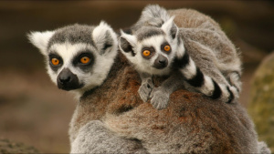 Young Ring Tailed Lemurs will ride... [Photo of the day -  6 FEBRUARY 2025]