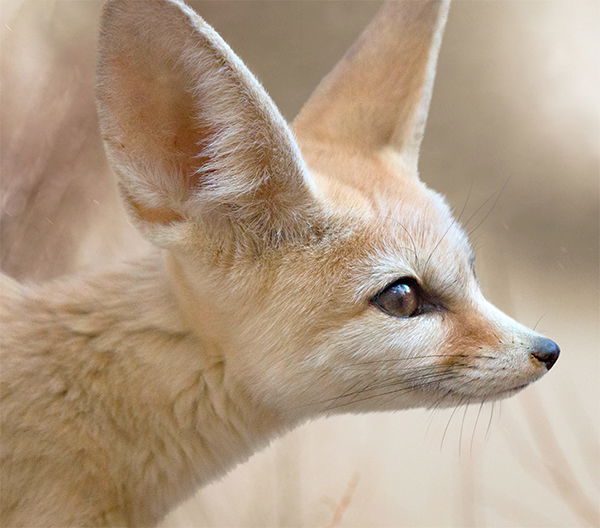 Fennec Fox