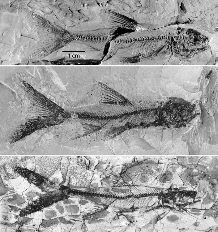 Fossil Fish