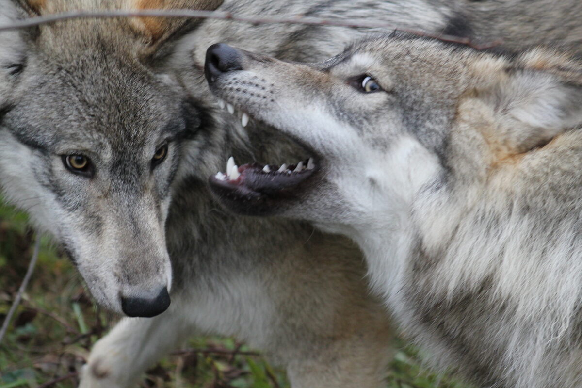 Wolf Mountain Nature Center – Smyrna, New York - Atlas Obscura