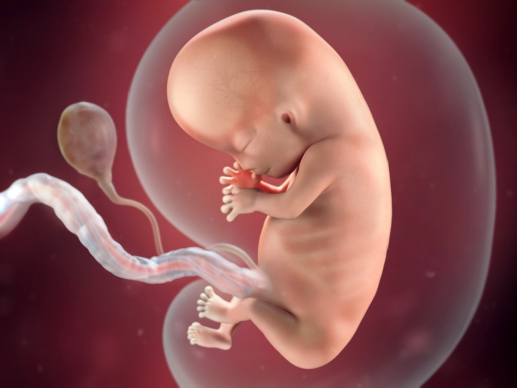 computer-generated image of a fetus at 10 weeks, with fingers and toes and facial features