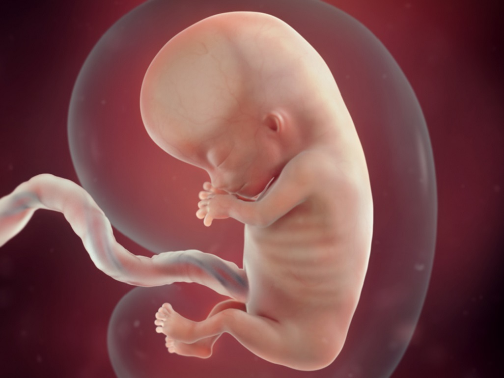 computer-generated image of embryo at 11 weeks with clear blood vessels in the umbilical cord