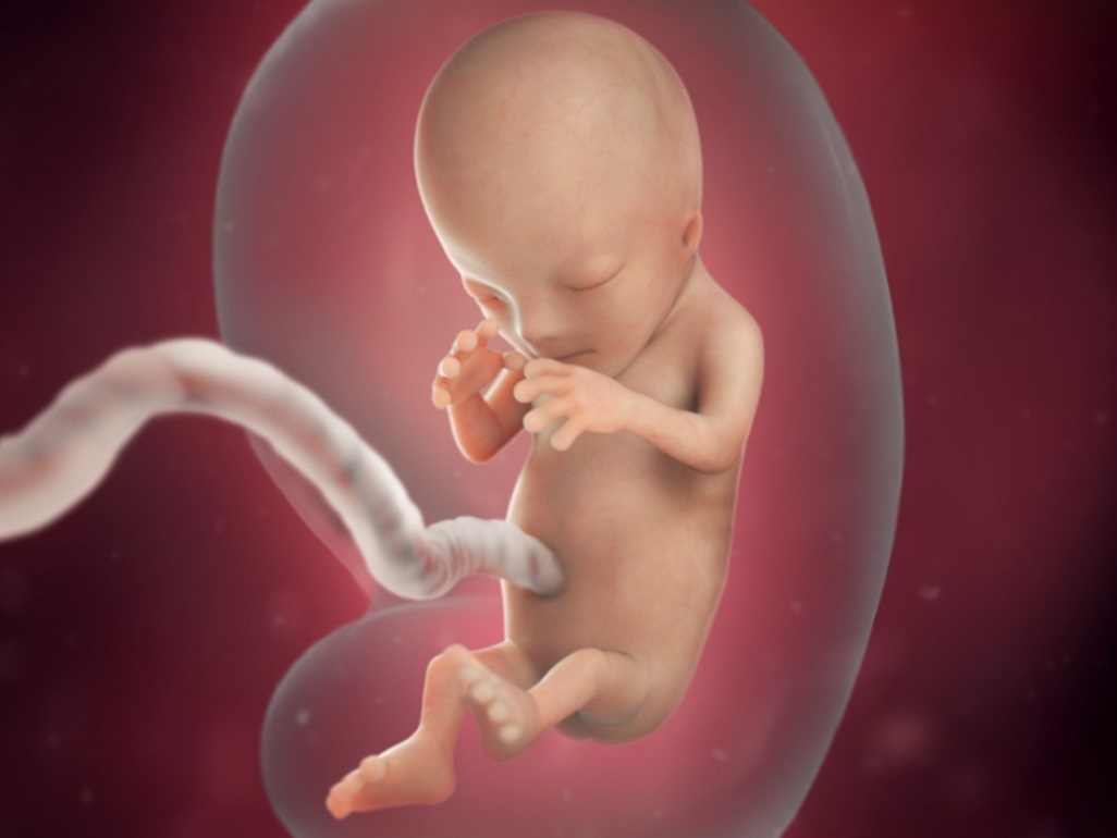 computer-generated image of a fetus at 12 weeks in amniotic sac with umbilical cord