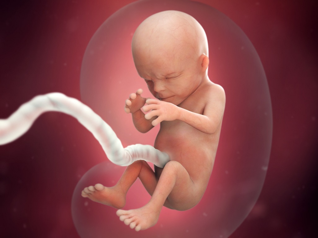 computer-generated image of a fetus at 14 weeks frowning in amniotic sac with umbilical cord