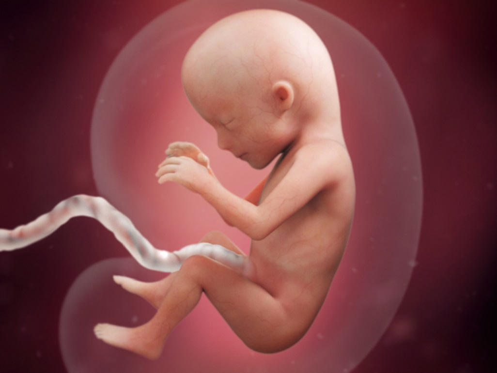 computer-generated image of a fetus at 15 weeks in amniotic sac with umbilical cord