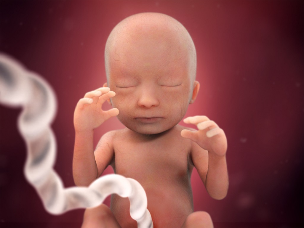 computer-generated image of head, shoulders and torso of a fetus at 18 weeks