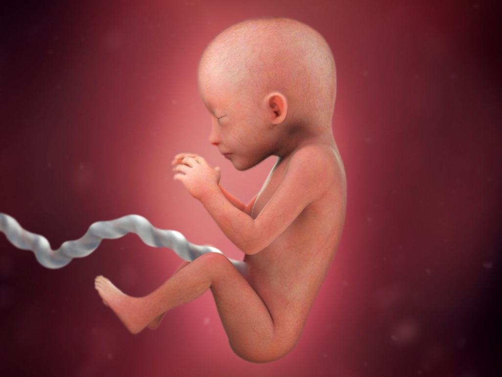 computer-generated image of a fetus at 19 weeks, with small amount of hair on head