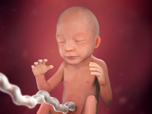 computer-generated image of a fetus at 22 weeks with umbilical cord