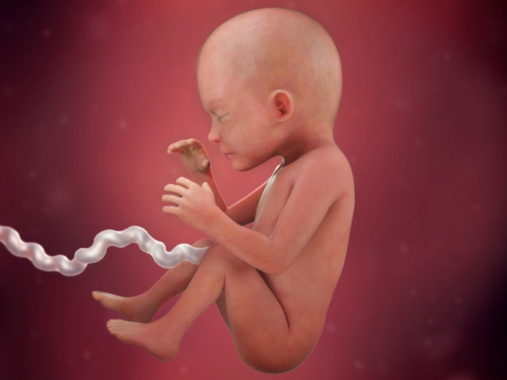 computer-generated image of a fetus at 23 weeks with reddish-colour skin