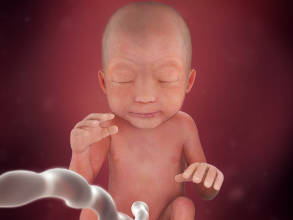 computer-generated image of a fetus at 24 weeks with raised eyebrows and closed eyes