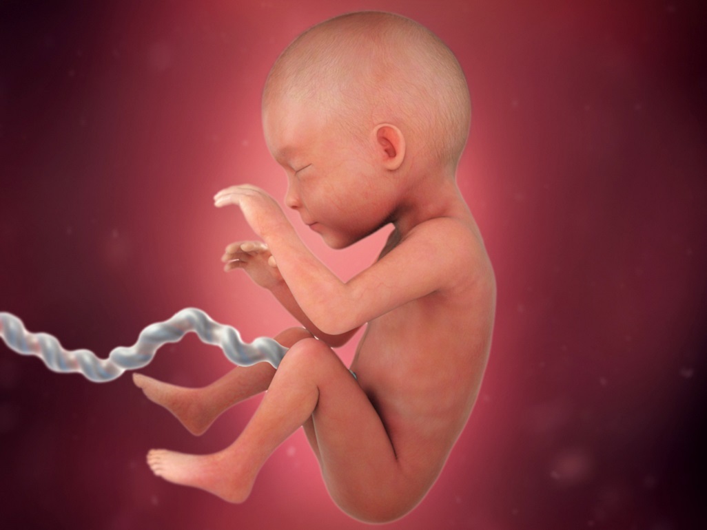 computer-generated image of a fetus at 25 weeks with umbilical cord