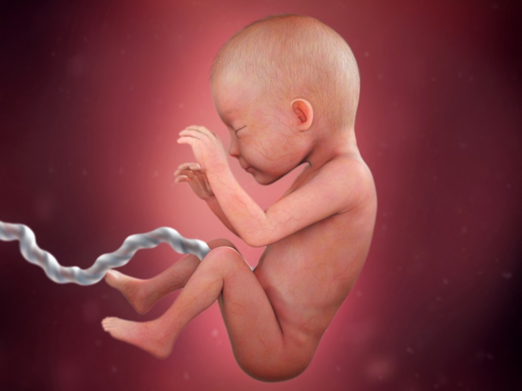 computer-generated image of a fetus at 26 weeks with tiny veins shown under the skin