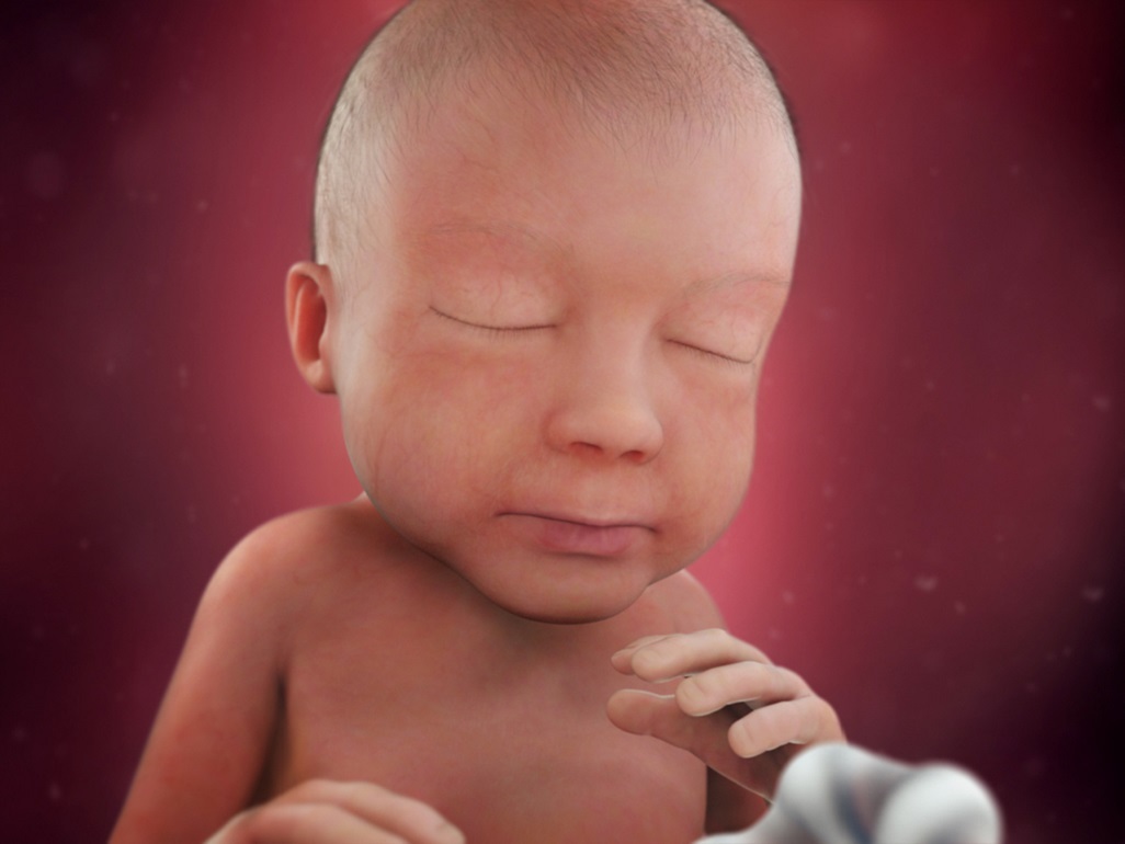 computer-generated image of the head and torso of a fetus at 28 weeks with slightly chubby cheeks