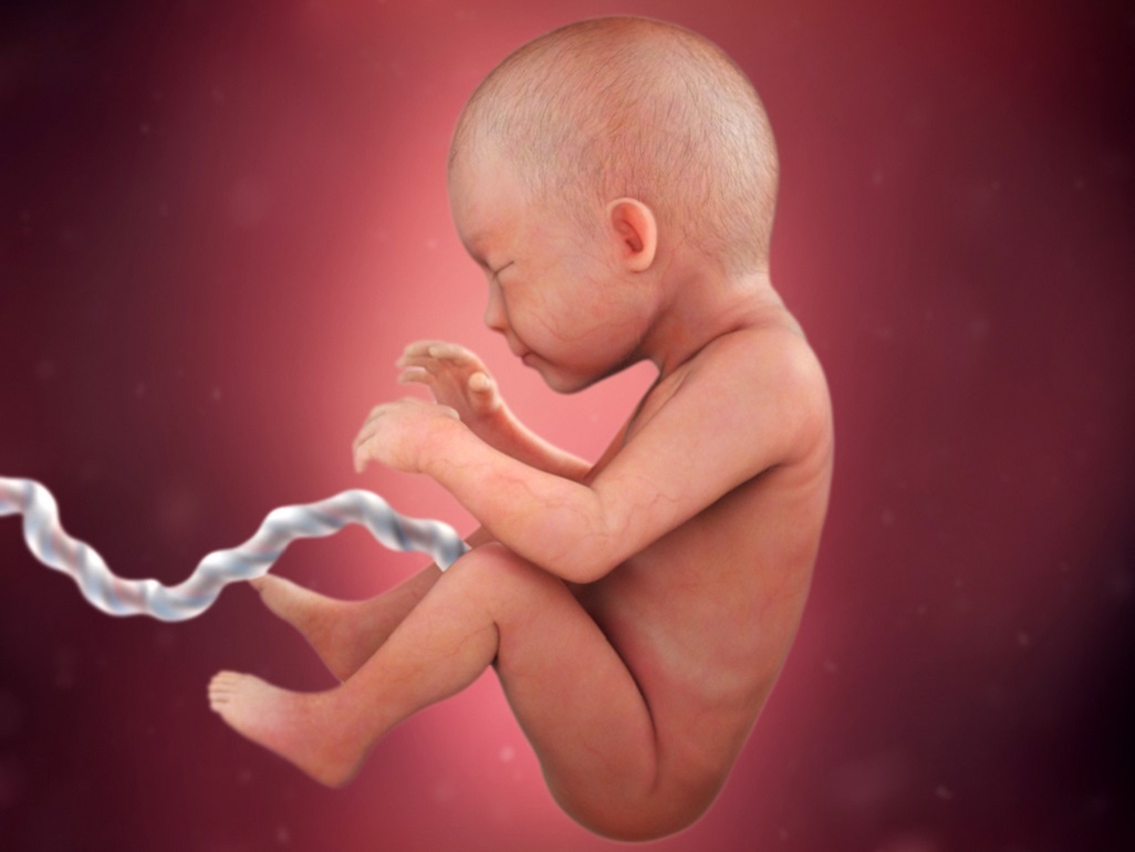 computer-generated image of fetus at 29 weeks with hair on head