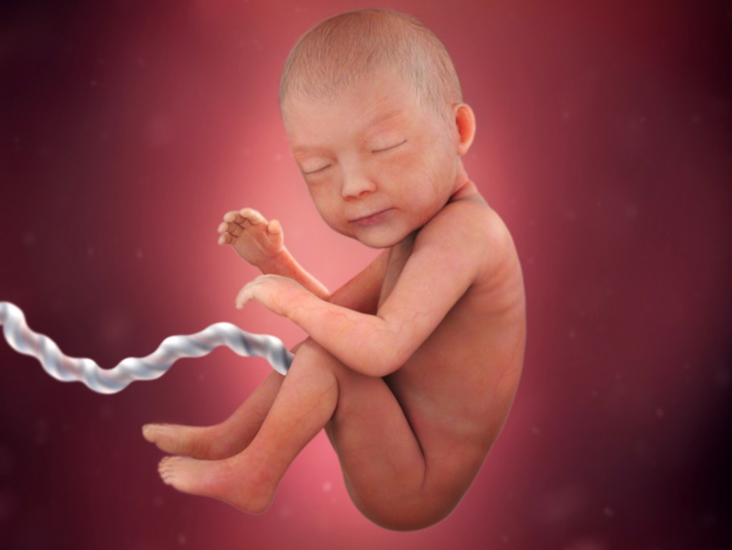 computer-generated image of fetus at 30 weeks with head turned towards user and hand raised