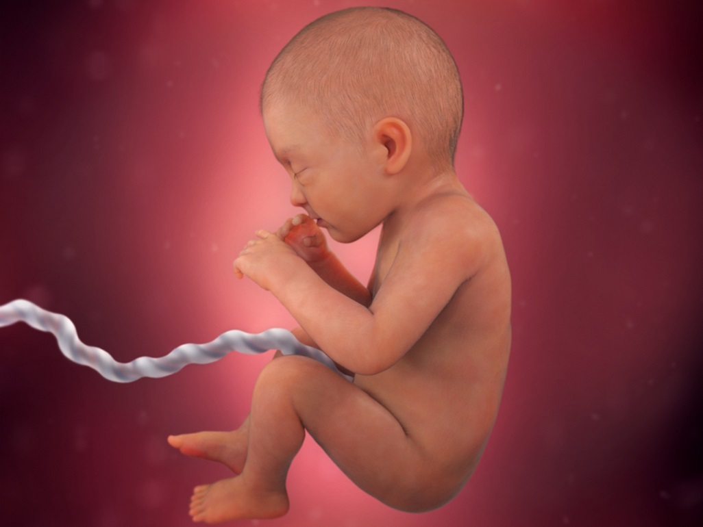 computer-generated image of fetus at 32 weeks with hair on head and umbilical cord