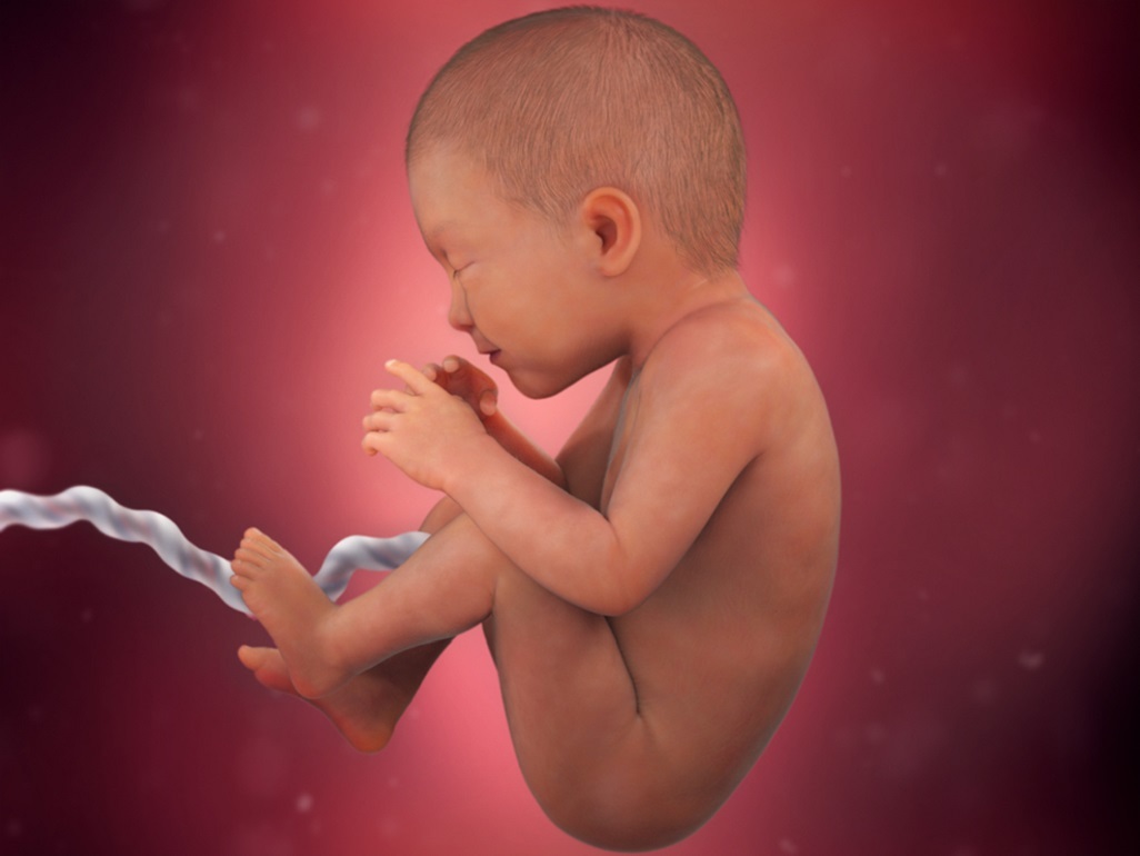 computer-generated image of fetus at 35 weeks with umbilical cord