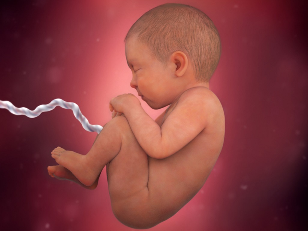 computer-generated image of a fetus at 39 weeks with dark hair on head and umbilical cord