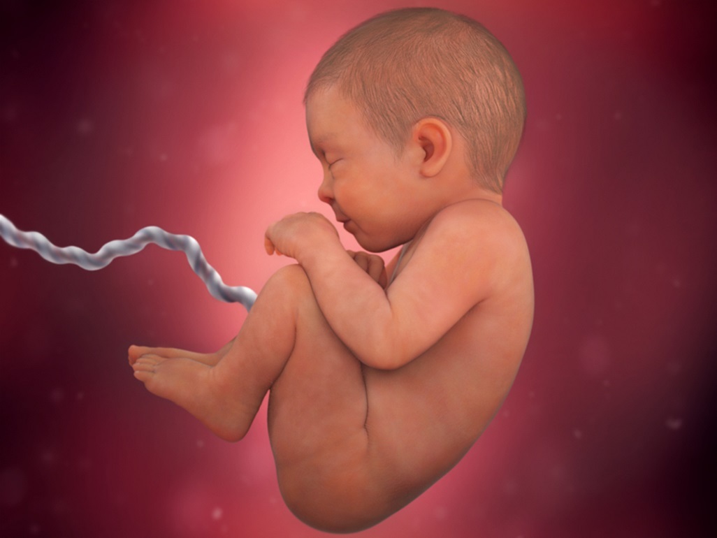 ] computer-generated image of a fetus at 40 weeks with dark hair on head and umbilical cord