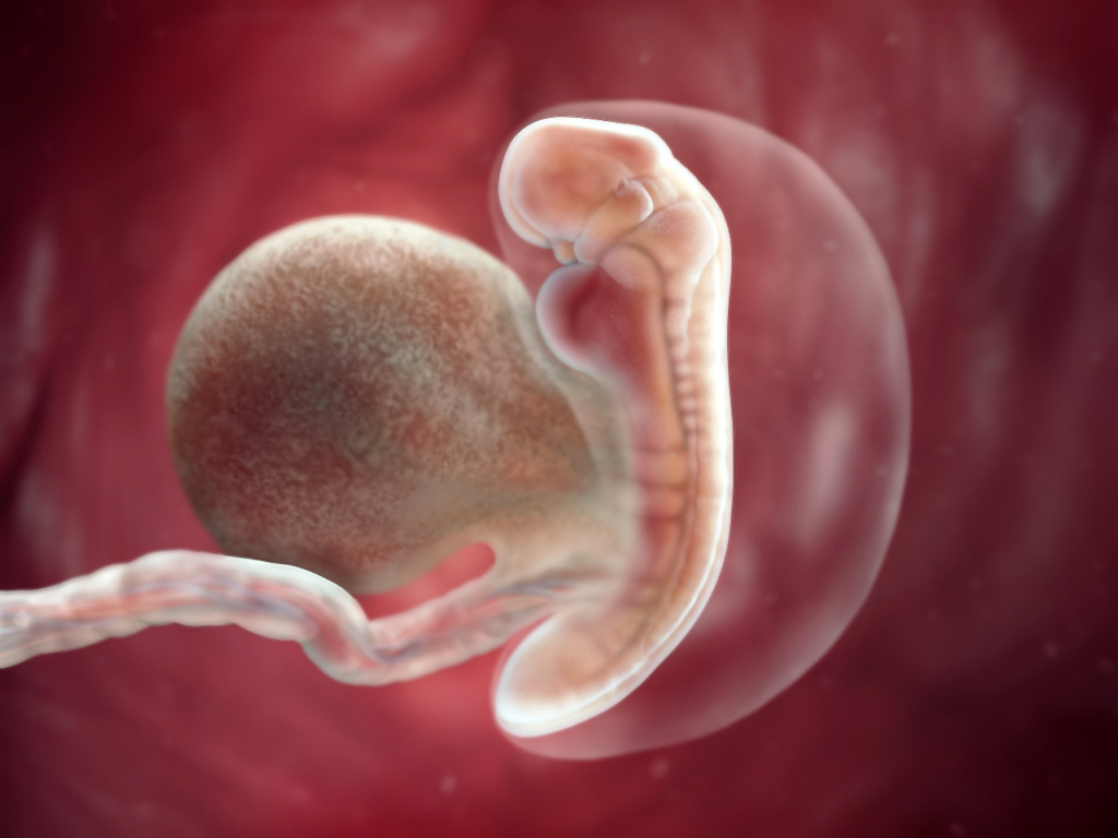 computer-generated image of an embryo at five weeks with amniotic sac, yolk sac and umbilical cord