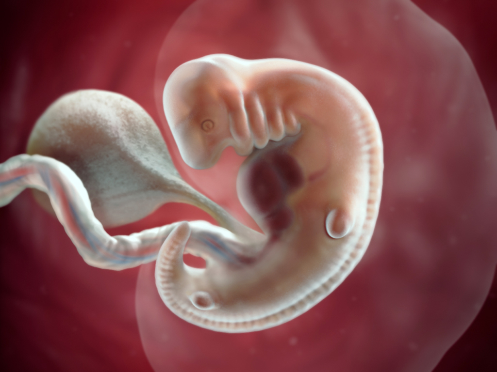 computer-generated image of an embryo at six weeks, with arm and leg buds