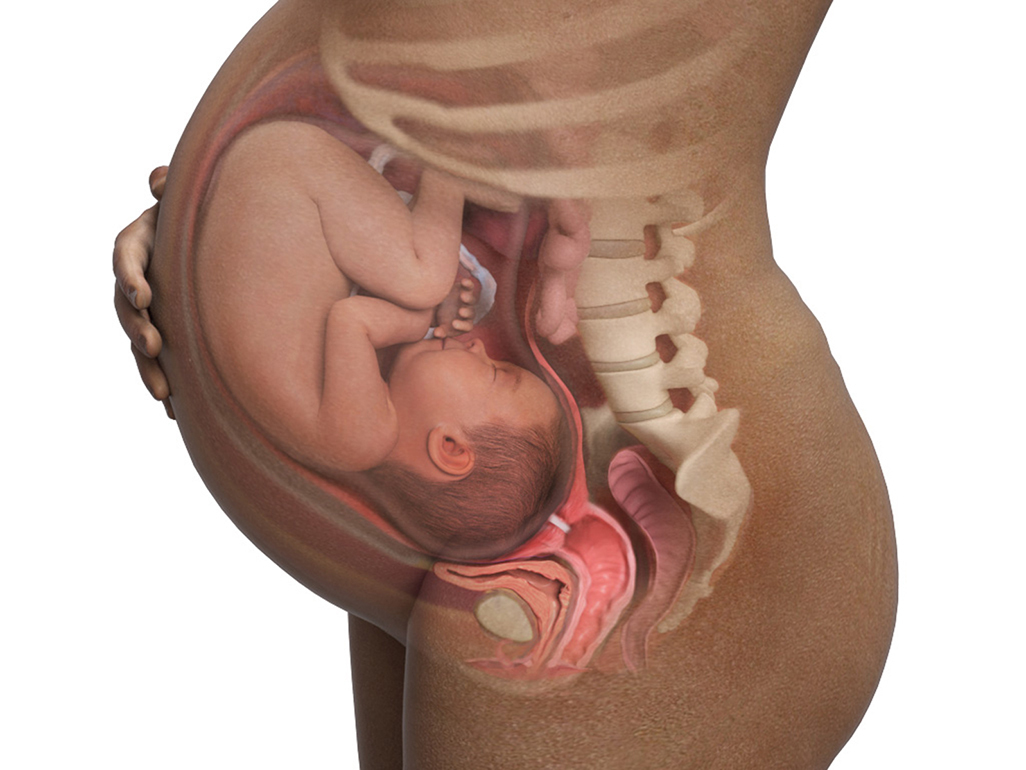 Baby in womb at 40 weeks