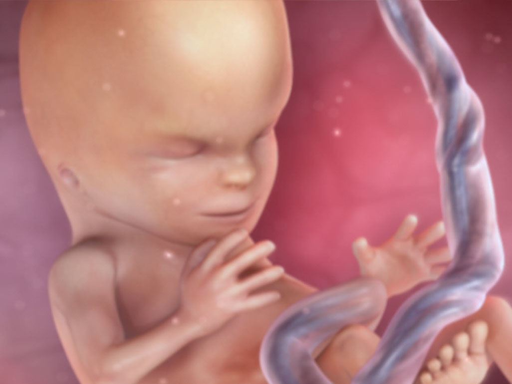 animation of fetus