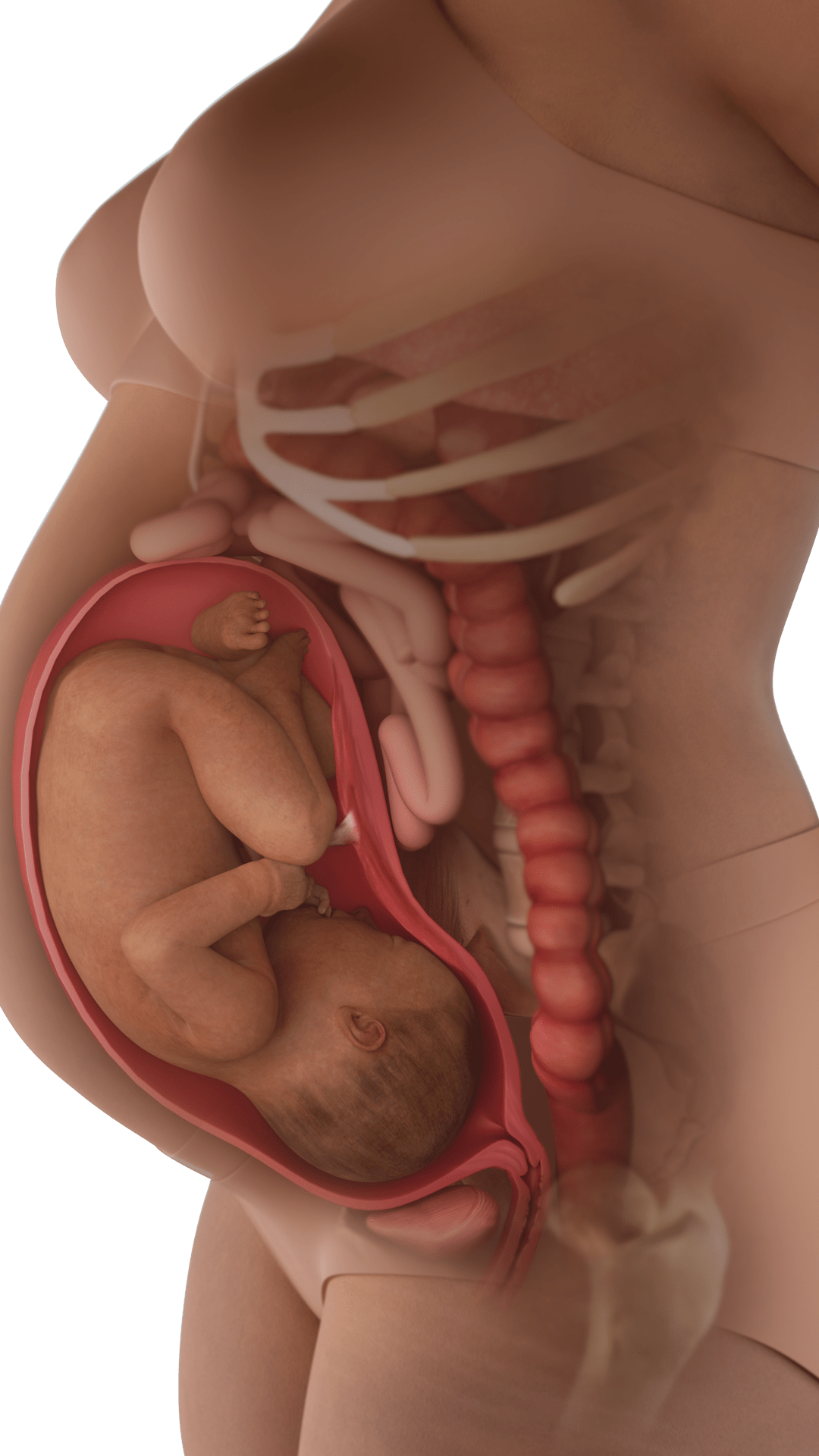 baby in womb at 32 weeks