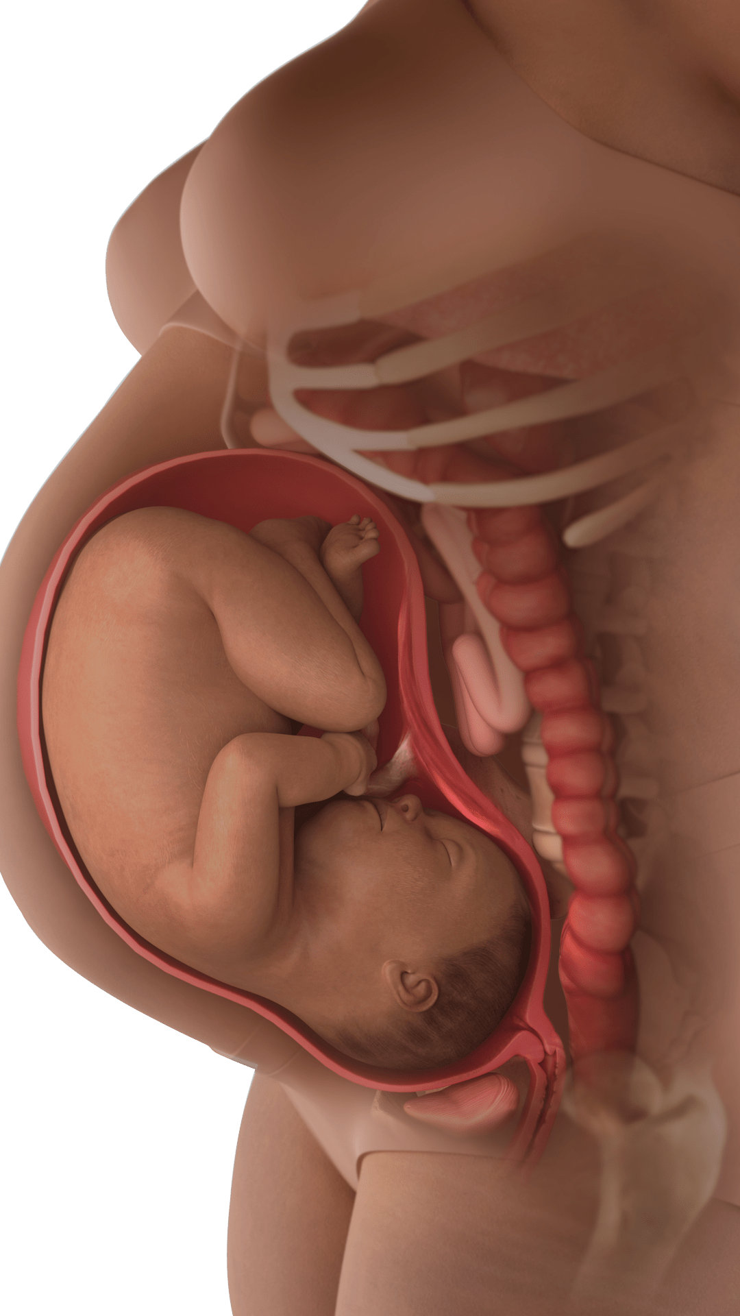 baby in womb at 37 weeks, quite cramped in womb