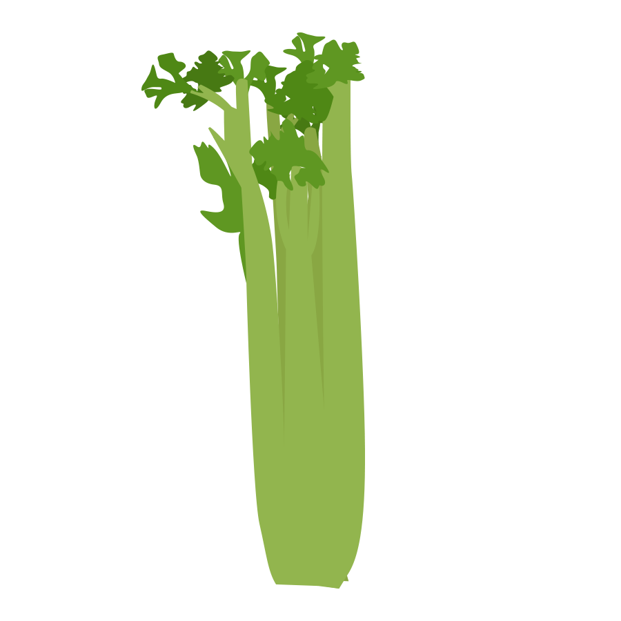 celery illustration