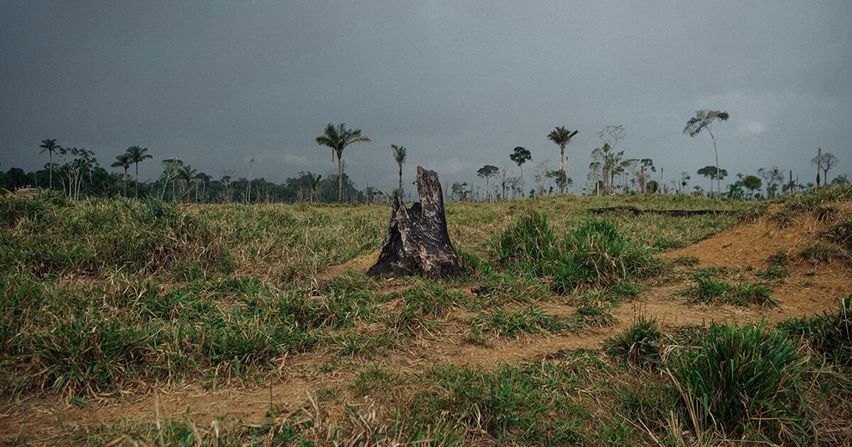 Will The Amazon Rainforest Survive Climate Under Threat In Bolsonaro S Brazil Bloomberg