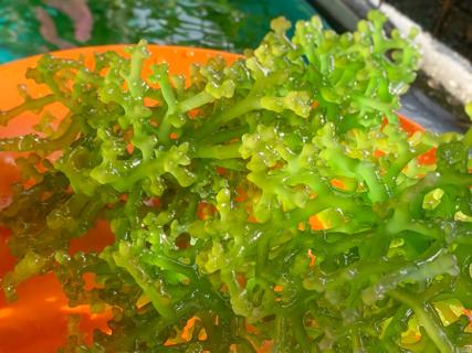 Orange plate of bright green sea moss