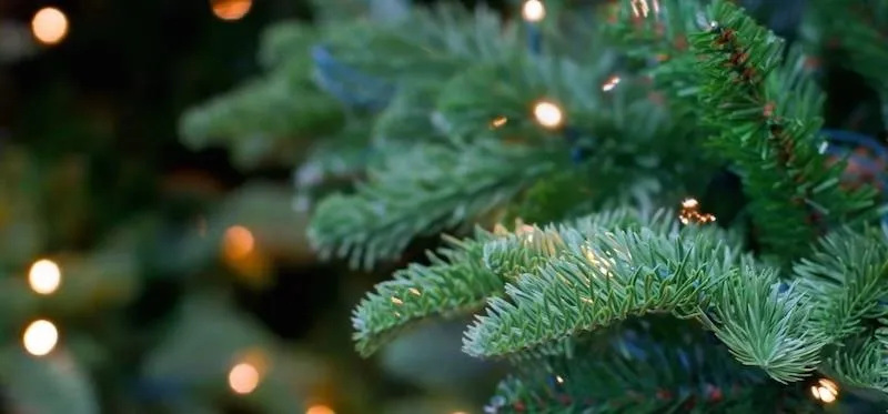 Close-up of pine tree branches with twinkling lights.