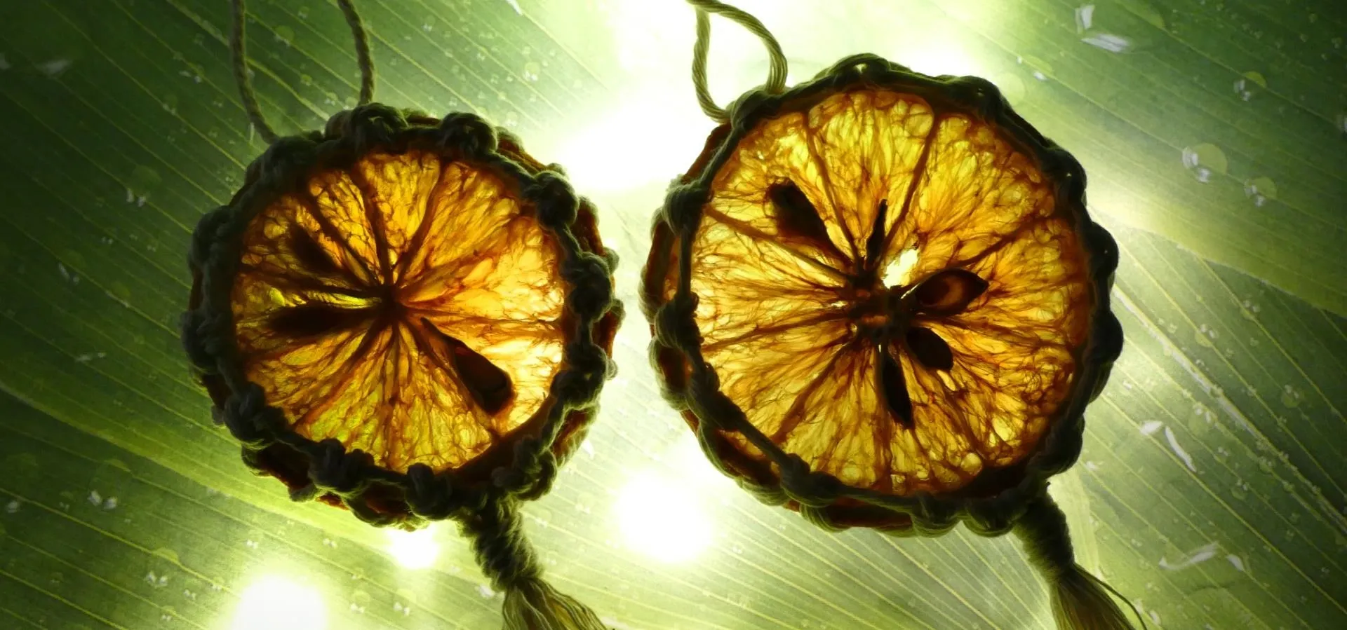 Dried citrus slices against a green background.