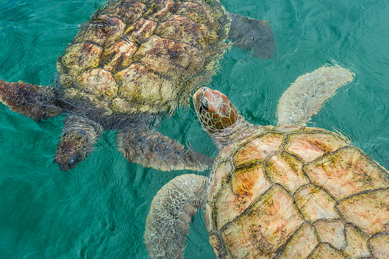 George Town Turtle Swimming