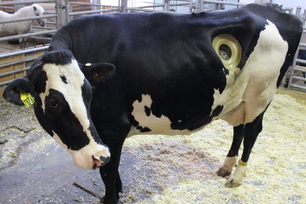  A cannulated dairy cow arrived Thursday evening at the Chicago High School for Agricultural Sciences in Mount Greenwood. The three-year-old cow is fitted with a port in her side that allows students to examine the animal's stomach contents. 
