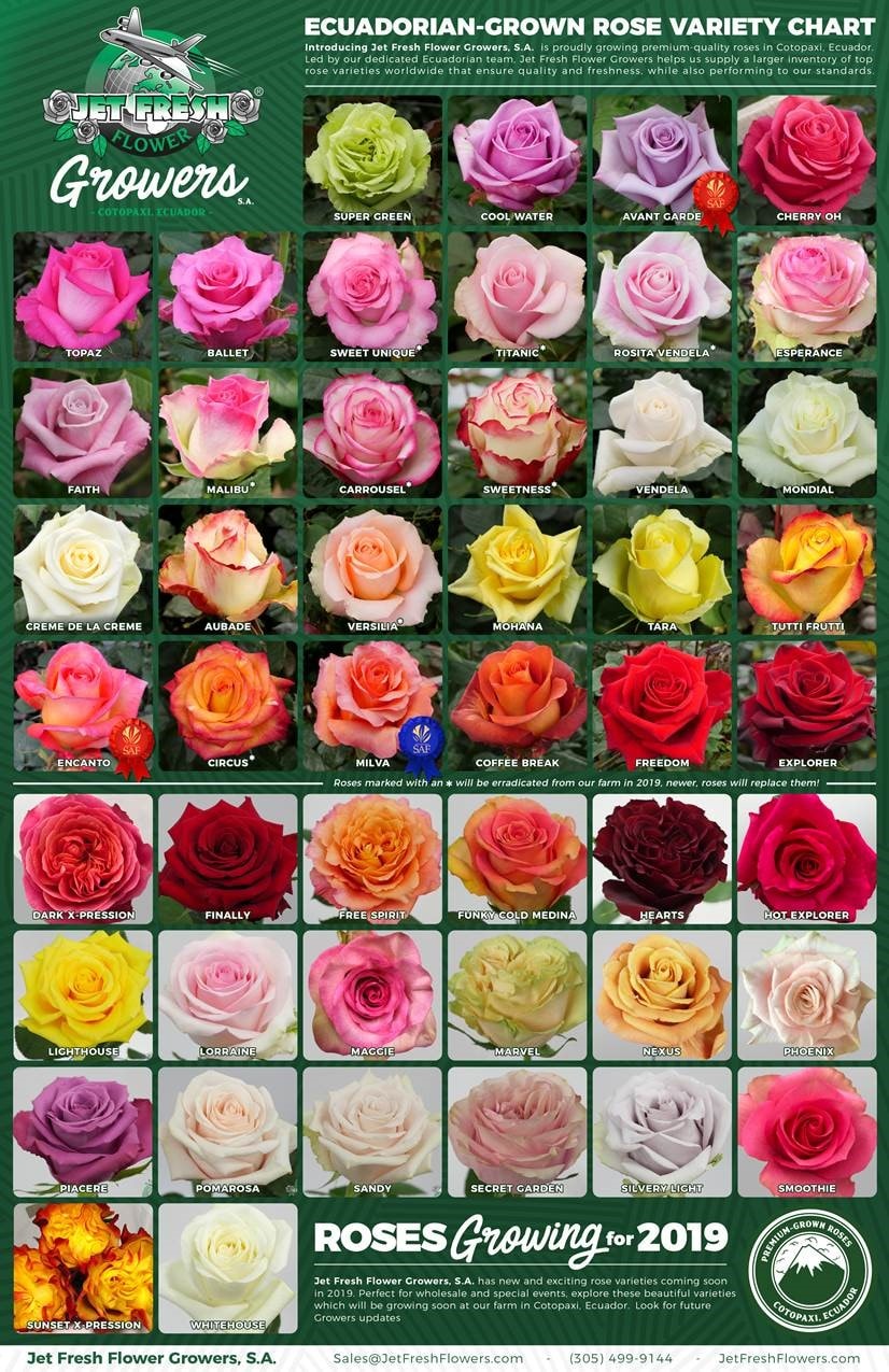 Ecuadorian-Grown Rose Variety Chart