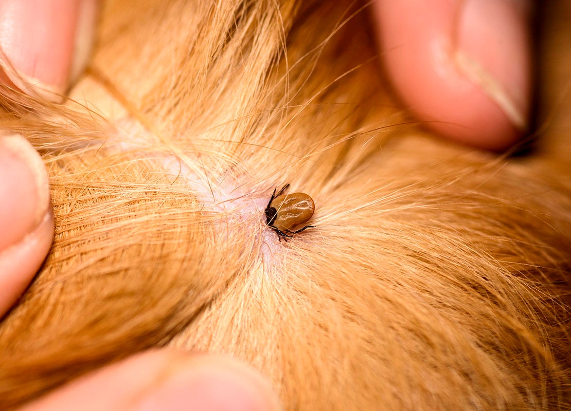 How To Remove A Tick From A Dog