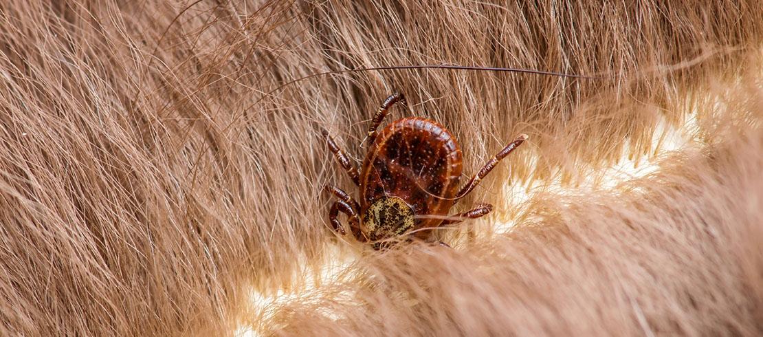 Dog Tick Head Removal