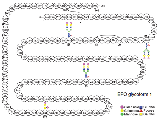 Erythropoietin Derived by Chemical Synthesis