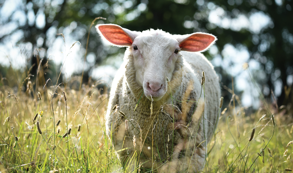 Sheep standing in field