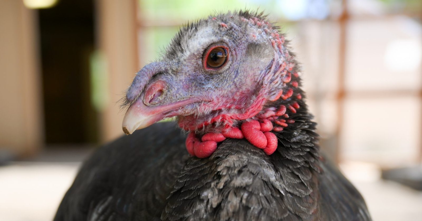 Serena Turkey at Farm Sanctuary's Southern California shelter