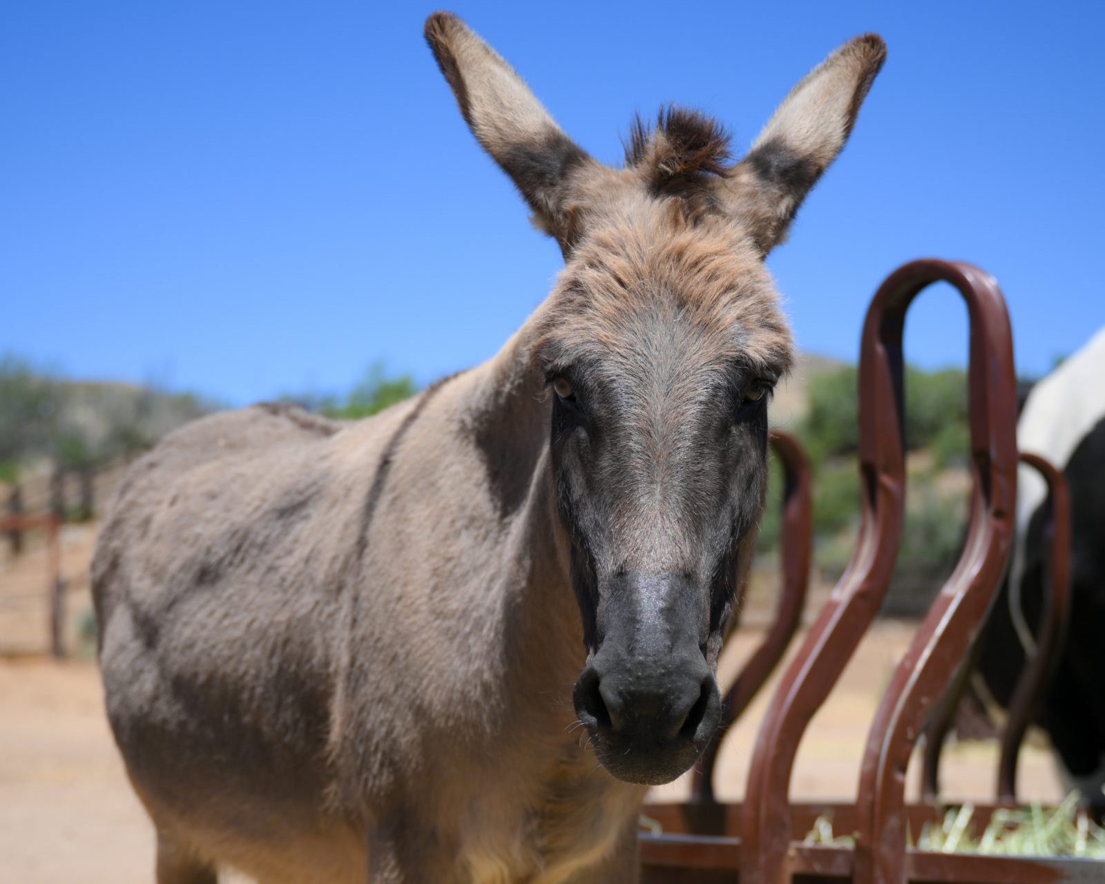 Dorado Donkey at Farm Sanctuary's Southern California shelter